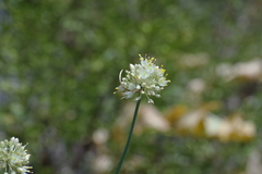 Allium marschalianum