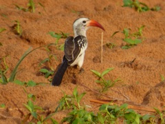 Tockus erythrorhynchus