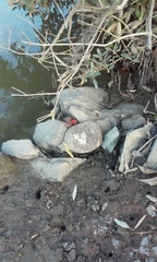 Goniopsis pulchra