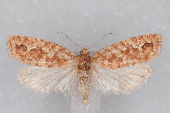 Diedra intermontana