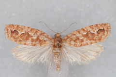 Diedra intermontana