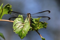 Libellula axilena