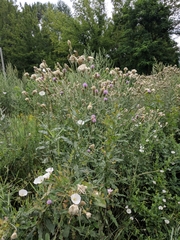 Cirsium arvense vestitum