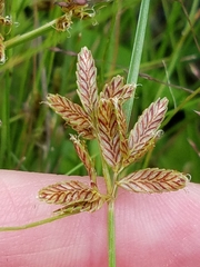 Cyperus diandrus