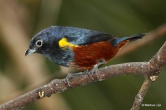 Euphonia pectoralis