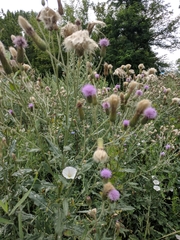 Cirsium arvense vestitum