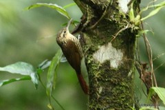 Xiphorhynchus fuscus
