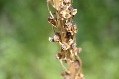 Eremurus spectabilis