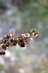 Eremurus spectabilis