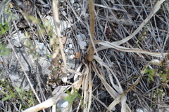 Eremurus spectabilis