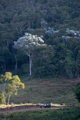 Cecropia hololeuca