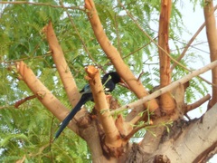 Phoeniculus purpureus