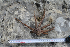 Eremurus spectabilis