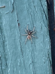 Menemerus semilimbatus