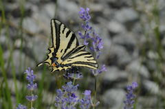 Papilio alexanor