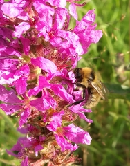 Bombus distinguendus
