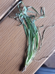 Hieracium porrifolium