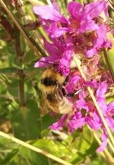 Bombus distinguendus