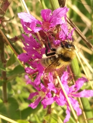 Bombus distinguendus