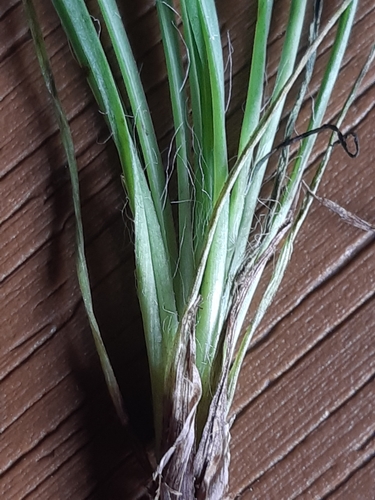 Image of Hieracium porrifolium by (c) Martin Scheuch, some rights reserved (CC BY)