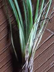 Hieracium porrifolium