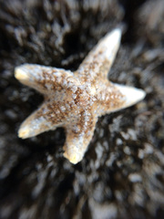 Pisaster