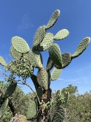 Opuntia streptacantha