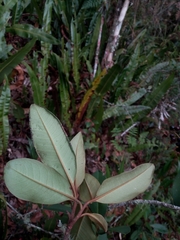 Cybianthus iteoides