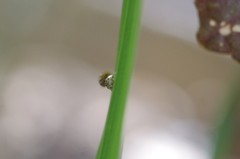 Psyllobora confluens