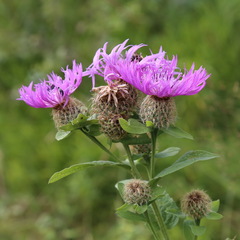 Centaurea phrygia abnormis