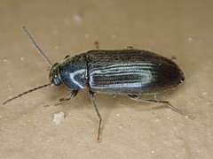 Hymenorus
