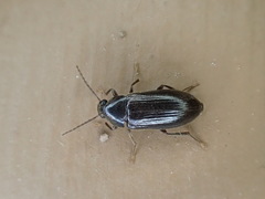 Hymenorus
