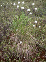 Eriophorum brachyantherum
