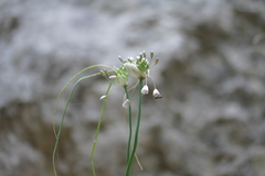 Allium paniculatum