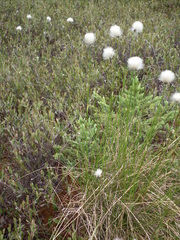 Eriophorum brachyantherum