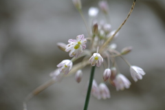 Allium paniculatum