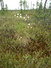 Eriophorum brachyantherum