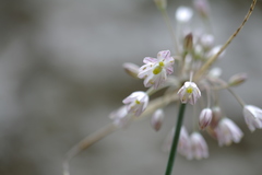 Allium paniculatum