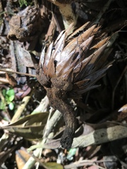 Langsdorffia hypogaea