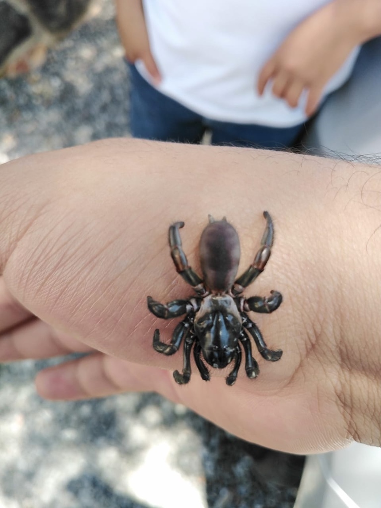 Eucteniza chichimeca