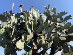 Opuntia streptacantha