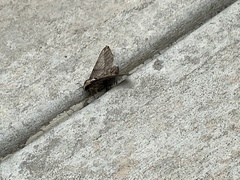 Ceratomia undulosa