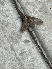 Ceratomia undulosa