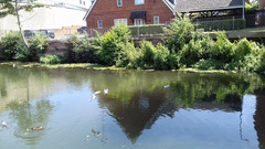 Chroicocephalus ridibundus