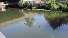 Chroicocephalus ridibundus