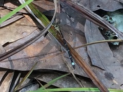 Argia bipunctulata