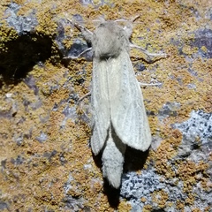 Phragmataecia castaneae