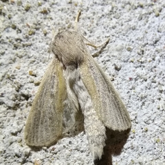 Phragmataecia castaneae