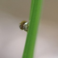 Psyllobora confluens