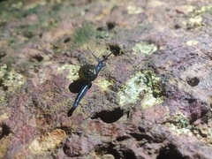 Helicarionoidea